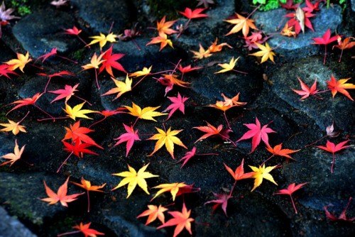 random-photos-x:  Fallen Leaves by Yokai. (http://500px.com/photo/91212249) 