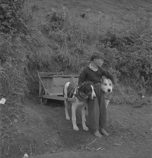 yesterdaysprint:A boy with his two dogs hitched to a cart, Gaspe, Quebec, 1951