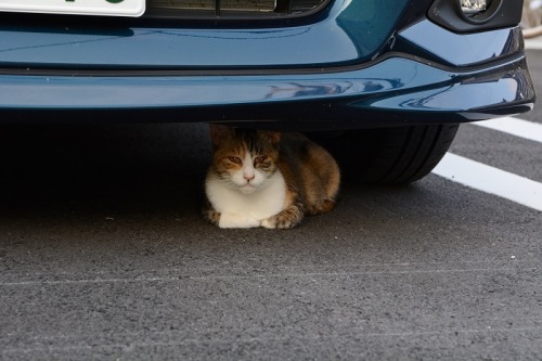 tomo-ban:  落ち着き払ってる車の下のコ　#neko　#猫　#cat