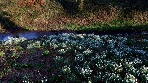 A bank of Snowdrops - Kirby Underdale - East Riding of Yorkshire, England.