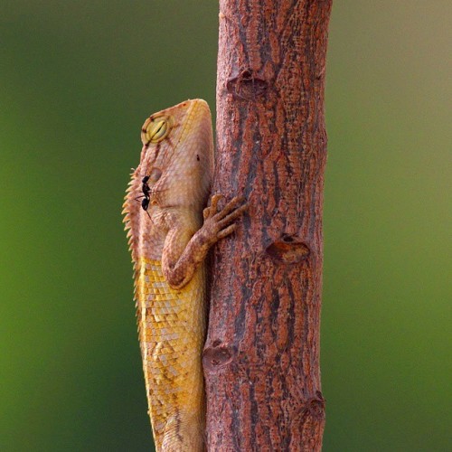 Don&rsquo;t Bit me Please ;) A oriental Garden Lizard #bnsnatureshot #bns_india #tweetsuites #tw