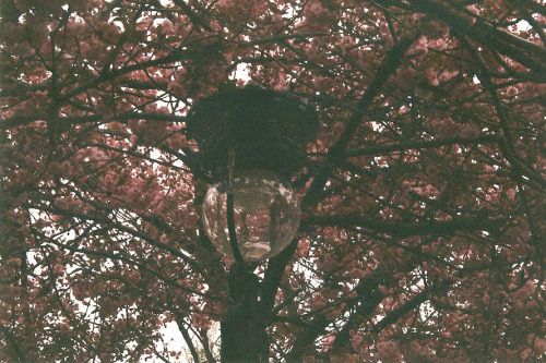 jacindaelena:  by birdsnest.
