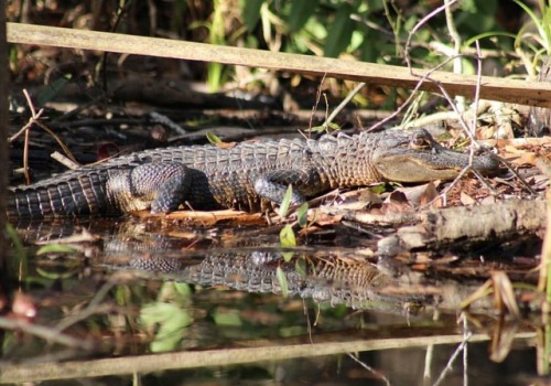 American Alligator (Alligator mississippiensis) #herping #florida #nature #wildlife #fieldherping #w