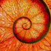 jesuisrien-e:Autumnal glow