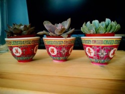 beardysamuel:  Okay, these are cute. I got some tiny succs for my tiny cups. 😍🌱💚https://www.instagram.com/p/BpSEjdnFpG5/?utm_source=ig_tumblr_share&amp;igshid=1h6ny4koh0d78