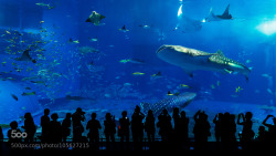 socialfoto:  The Shark by yeungshingfuk #SocialFoto