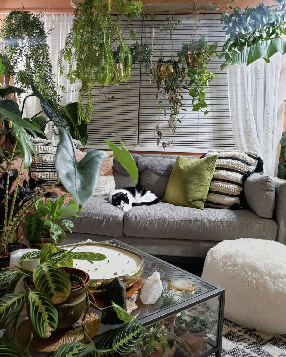 spellchased: plant haven home by @my_tiny_jungalow - Tumblr Pics