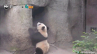tastefullyoffensive:  Why pandas are endangered. [full video]