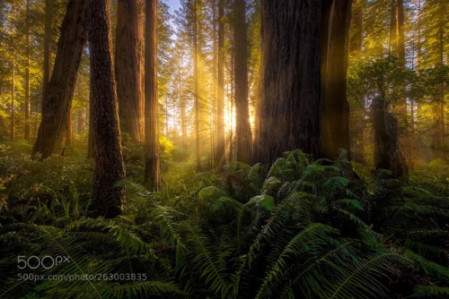 Density by RyanDyar