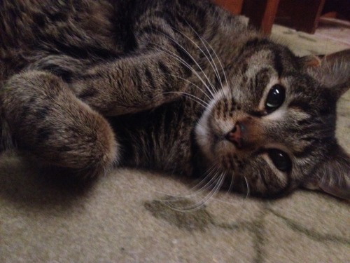 thatsmirkingwhore:I still think about you daily. ✨Gordo✨ 2001-2014✨Happy National Tabby Day