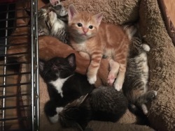 unflatteringcatselfies:  Four week old kittens