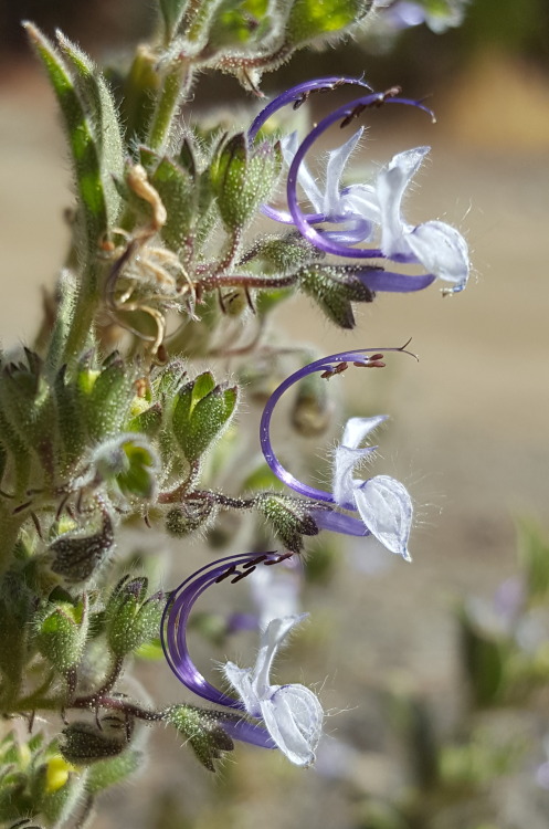 Vinegar weed (Trichostema lanceolatum)