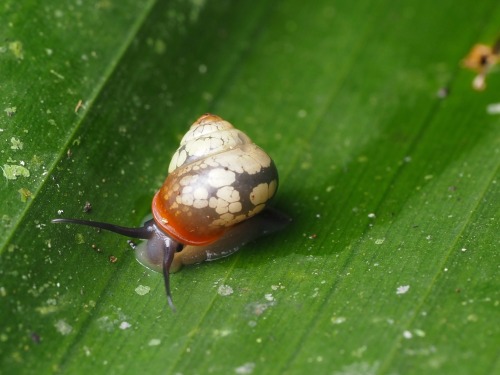A Contender For The Most Beautiful Snail Ive Met: This Exquisite Helicina From Costa Rica, Which Was