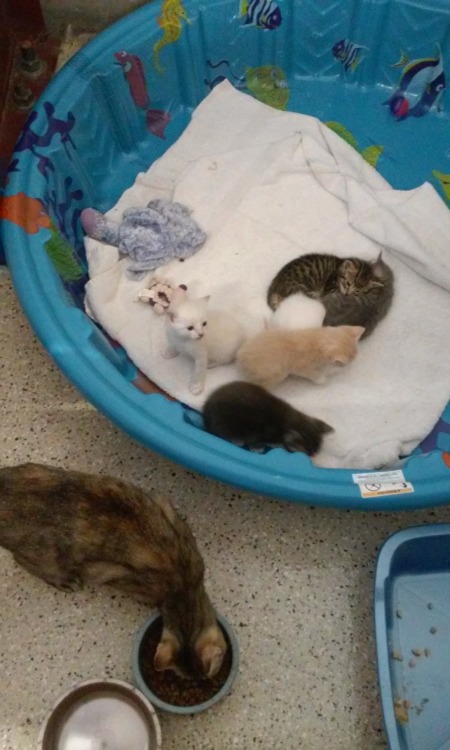 quakerhobbit: Today I went to the shelter to visit Toph, the stray (and, as it turned out, pregnant)