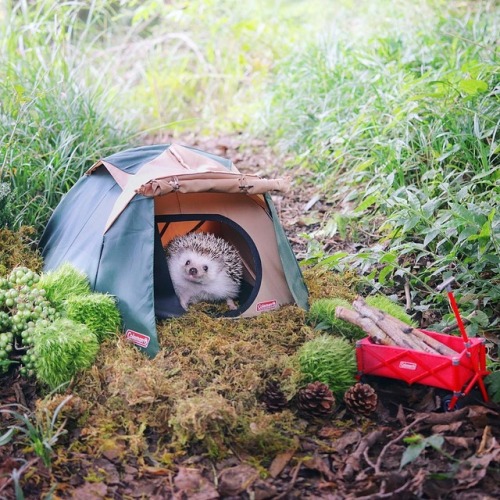 thefairyglockmother: samanthaaa95:   boredpanda:   Tiny Hedgehog Goes Camping, And His Pics Are The Best Thing You’ll See Today  Omg😍   @sturmgewehrr  