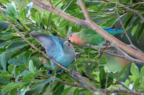 avianawareness: Wild Lovebirds of Maui