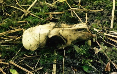 prettydeadstuff:Decomposition warning. This is the young fox I bought to the woods a few weeks ago. 