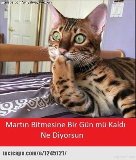 Martın bitmesine bir gün...