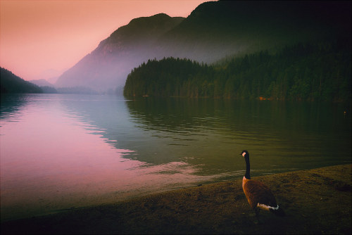 Lake Smoke Goose by Atmospherics Follow Atmospherics on Instagram