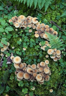 faeriemag: Fairy ring 