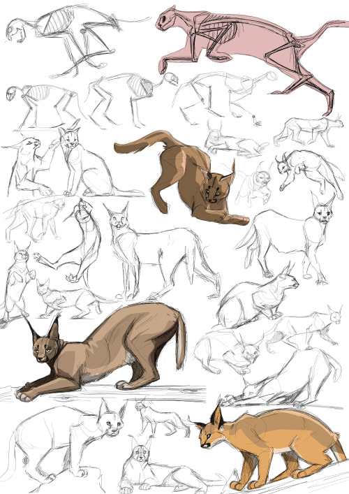 anitagaughan:  Animal A-Z Week 3 - Caracals 