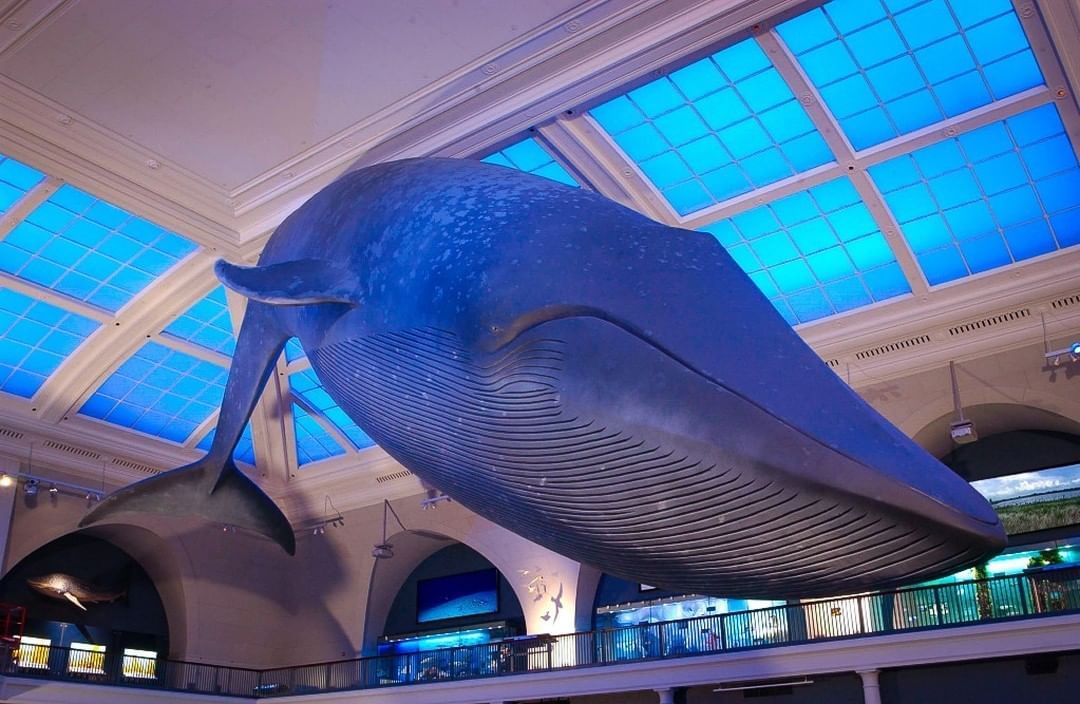 American Museum of Natural History — 🐋The blue whale is the largest animal  on Earth—and...