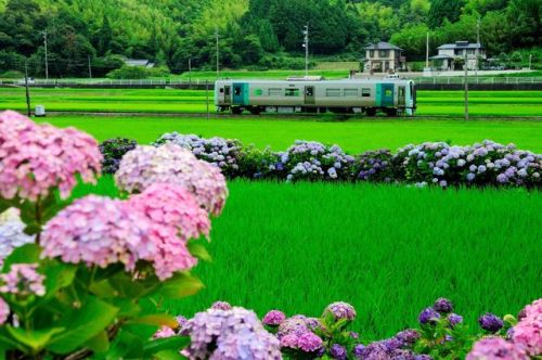 inaiinaibaa: 紫陽花の徳島線・牟岐線撮影記