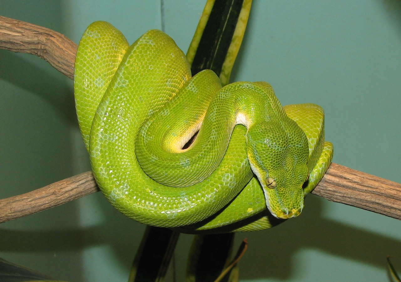 Black snake with white spots