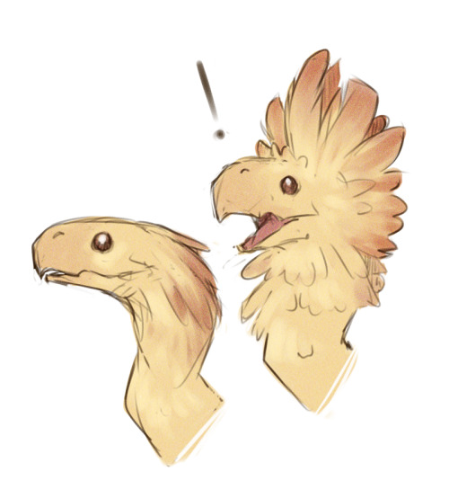 isei-silva: But what if chocobos did the cockatoo thing when excited