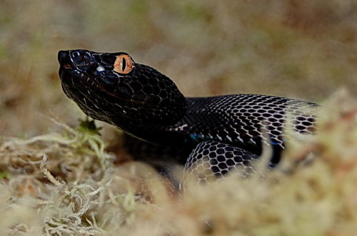 exotic-venom:Trimeresurus tokarensis - Tokara Habu [male]Venomous pitviper species endemic to the To