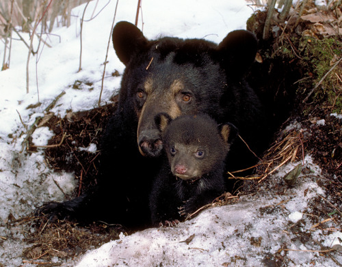 Momma bears with their cubs
