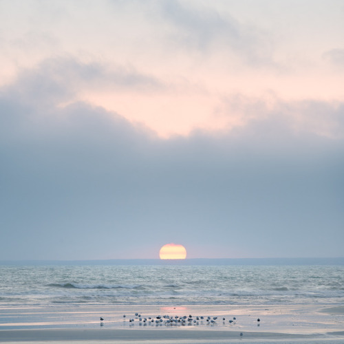alexandreparrot:How rare and beautiful it is to even exist… - France -  © Alexandre