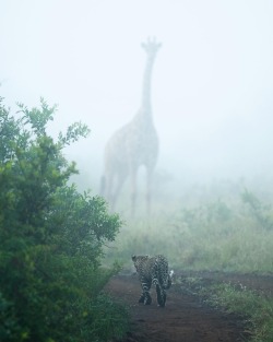 bonzai-bunny: wildlifediary:  dylanroyalwildlife Who’s watching who?    this is the most terrifying picture of a giraffe i have ever seen 