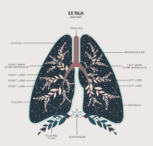 themedicalstate:Anatomical Illustrations by Duvet DaysAn organization that uses design to create awa