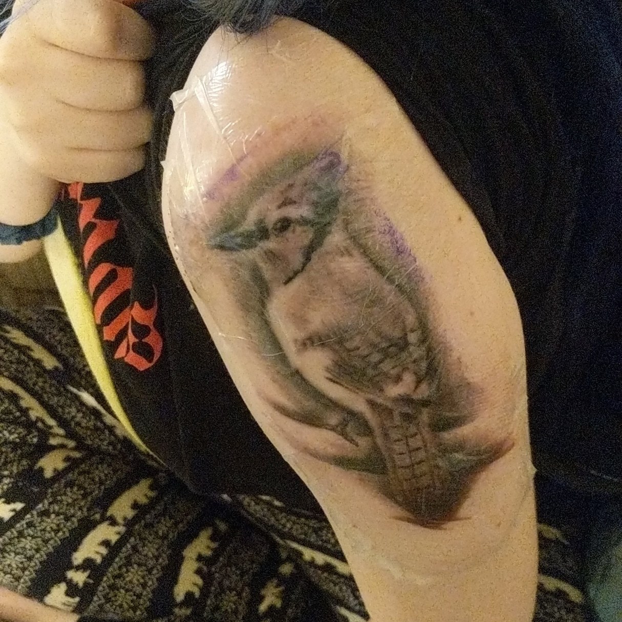 Blue Jay Tattoo Explore Tumblr Posts And Blogs Tumgir Blue Jay Tattoo Explore Tumblr Posts And Blogs Tumgir