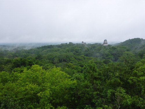 eileenkphotography:  Good morning from the top of Temple IV in Tikal, Guatemala ~ Eileen Kitayama 20