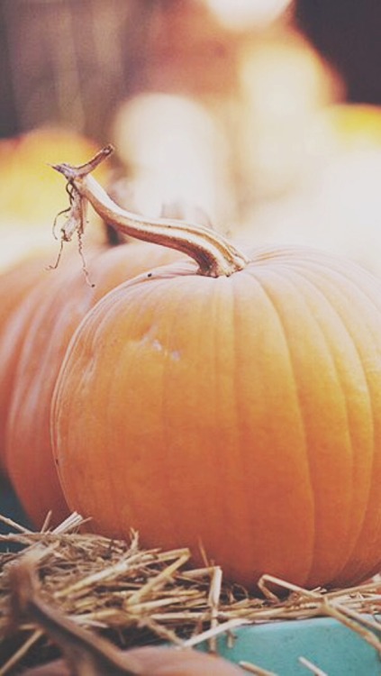 XXX enchantedbgs:  Fall backgrounds  • like photo