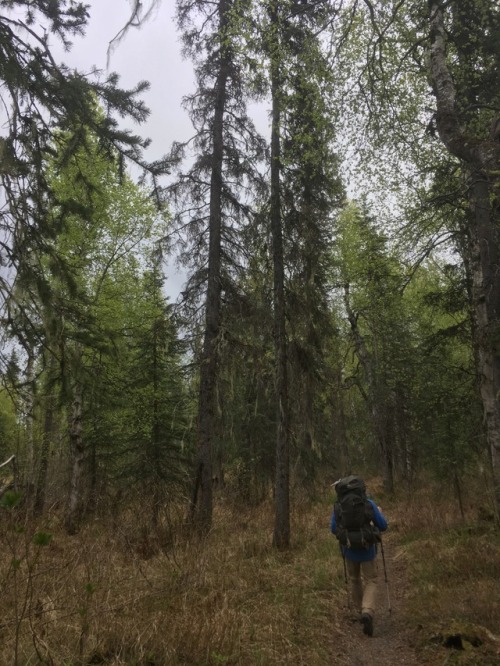 Kesugi RidgeDenali State Park, AKShot up to Denali to try and chase the Spring weather in AK. The fi