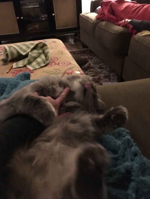 unflatteringcatselfies:This is Trudy, queen of the house