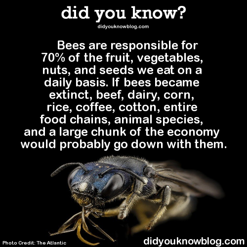 did-you-kno:  Source