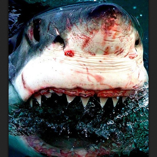 Spirit animal, White Death. Carcharodon Carcharias. #spiritanimal #whitedeath #greatwhite