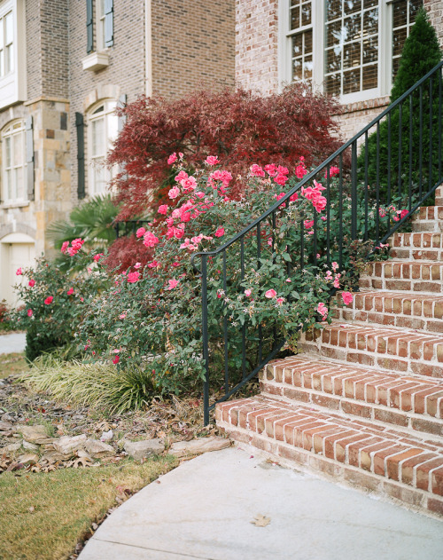 Untitled flowers, Atlanta, 2012 I think that&rsquo;s the only picture I took on my short trip to