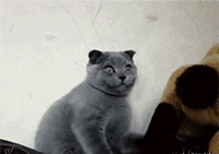 gif-giz:  team building istanbul  when the molly kicks in