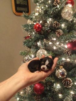 lolcuteanimals:  Puppy’s First Christmas.  Awww!  Look how tiny he is! 