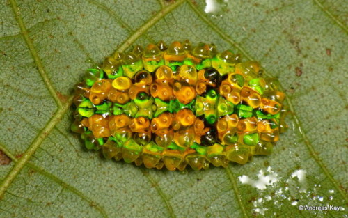 end0skeletal-undead: Jewel Caterpillars (Dalceridae)The glass-like covering on these caterpillars (w