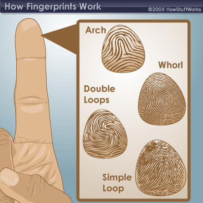 howstuffworks:  Why do we have fingerprints? The chances of two people possessing