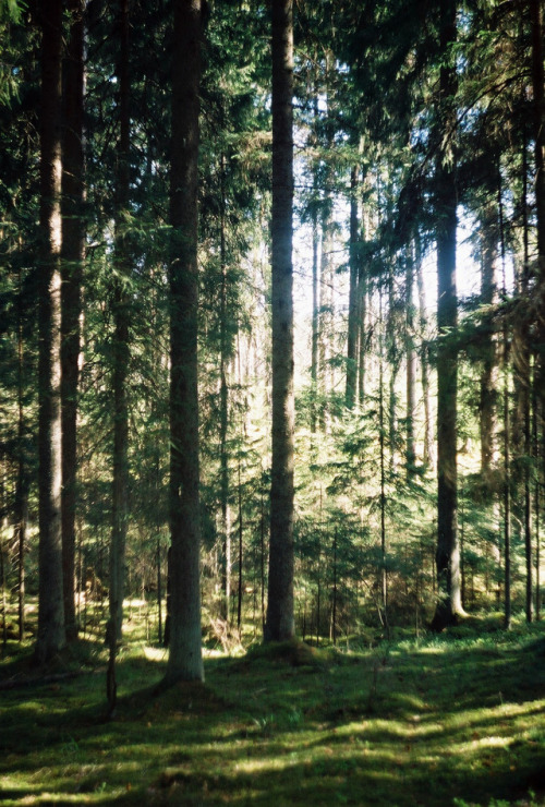 nipernaadiful:Old forest; accipiter gentilis protection siteSouth-Estonia
