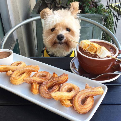 mymodernmet: Starving Stray Dog Is Rescued and Taken to Pet-Friendly Restaurants All Over LA