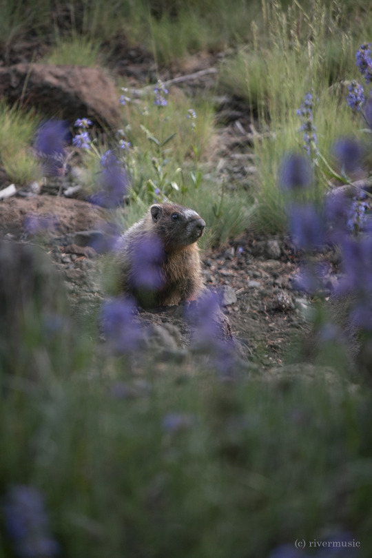 A Yellow-Bellied Marmot (Marmota flaviventris) poses above its burrow, surrounded by wildflowers. (c) riverwindphotography,...