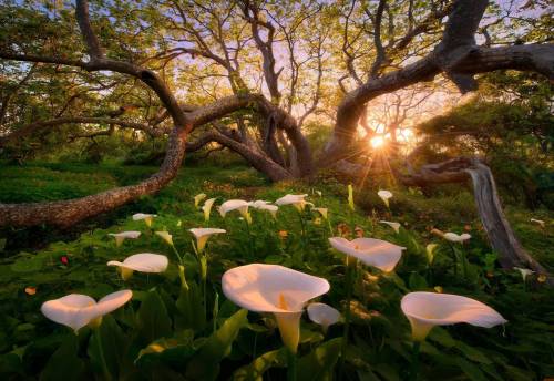 bluepueblo:Sunset Lilies, Californiaphoto via christen